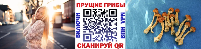 Псилоцибиновые грибы Cubensis  дарнет шоп  Нюрба 